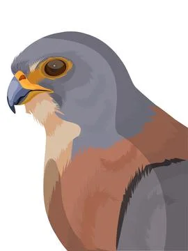 Lesser kestrel Stock Illustration