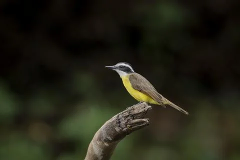 Lesser kiskadee1 Stock Photos