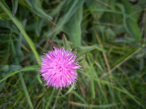 Lesser Knapweed Stock Photos
