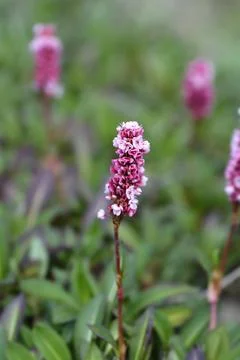 Lesser Knotweed Stock Photos