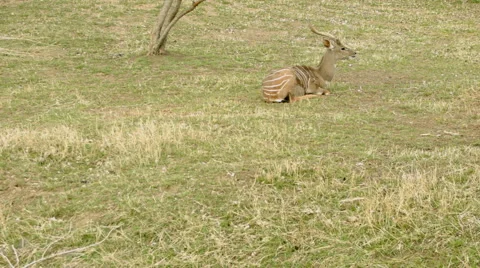 Lesser Kudu Lying in a Feild Stock Footage 61114700