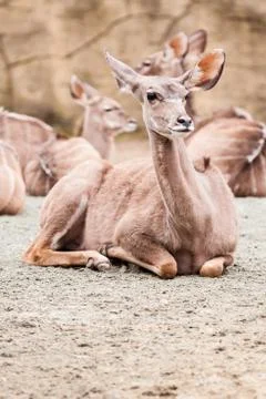 Lesser kudu Stock Photos