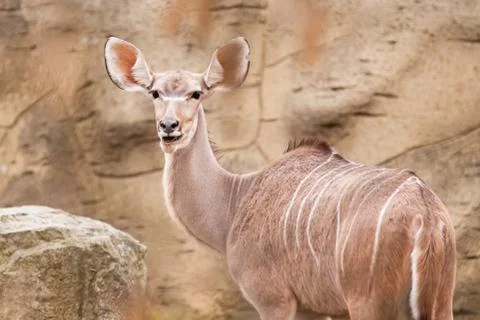 Lesser kudu Stock Photos