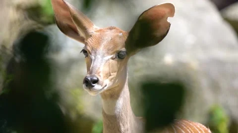 Lesser kudu (Tragelaphus imberbis) is forest antelope found in East Africa. I Stock Footage 153438499