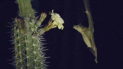 Lesser Long-Nosed Bat Flying Feeding Nectaring on Cactus Flower in Desert Stock Footage 296255209