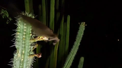 Lesser Long-Nosed Bat Flying Feeding on White Cactus Flower in Super Slow Motion Stock Footage 296257600