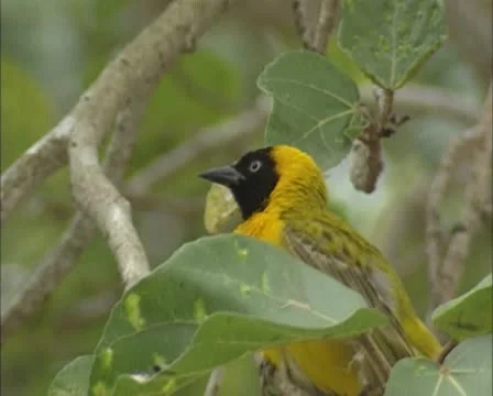 Lesser Masked Weaver, Ploceus intermedius, perched on branch Stock Footage 22089695