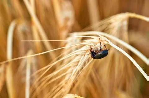 Lesser mealworm beetle (Alphitobius diaperinus) feeding on ripe barley ear Stock-Fotos