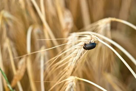 Lesser mealworm beetle (Alphitobius diaperinus) feeding on ripe barley ear Stock-Fotos