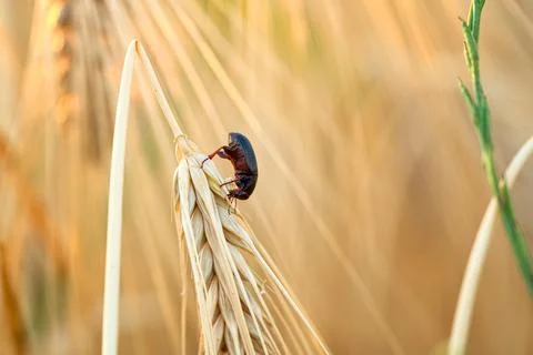 Lesser mealworm beetle (Alphitobius diaperinus) feeding on barley ear Stock-Fotos