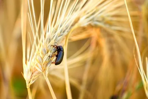 Lesser mealworm beetle (Alphitobius diaperinus) feeding on ripe barley ear Stock-Fotos