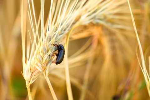 Lesser mealworm beetle (Alphitobius diaperinus) feeding on barley ear Stock-Fotos