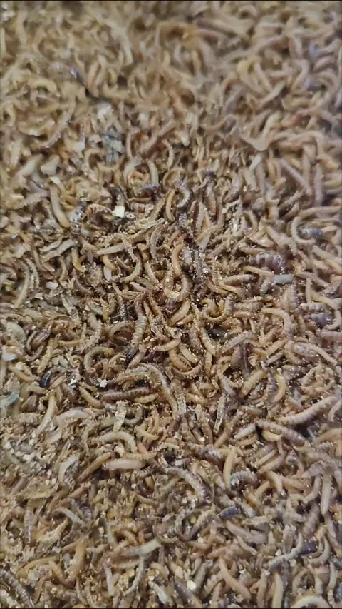 Lesser mealworm 스톡 동영상 253835533