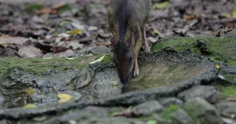 Lesser Mouse Deer drink water and walk into rainforest close up Stock Footage 332042233