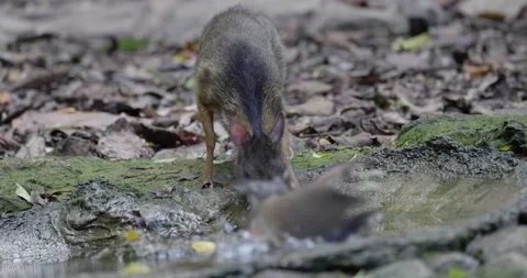 Lesser Mouse Deer drink water in the rainforest portrait Stock Footage 332042257