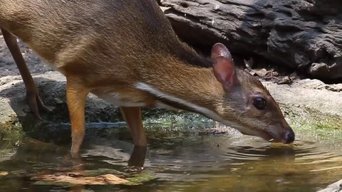 Lesser Mouse Deer drinking Vidéo 70794500