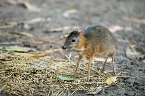Lesser mouse deer Stock-Fotos