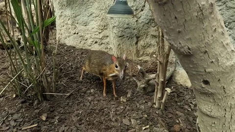 The lesser mouse-deer standing and looking in Fueangirola Zoo, Spain Video stock 220616186