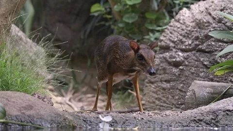A Lesser Mouse Deer (Tragulus kanchil) is walking near a pond on the River Vídeo Stock 116530506