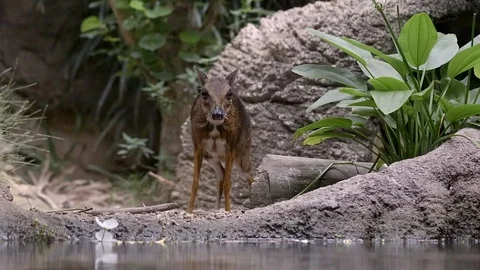A Lesser Mouse Deer (Tragulus kanchil) is walking near a pond in slow mo Vídeo Stock 116530555