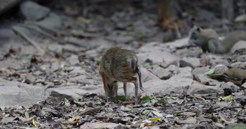 Lesser Mouse Deer walk in the rainforest close up Stock Footage 332042227