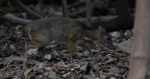 Lesser Mouse Deer walk into rainforest close up Stock Footage 332042362