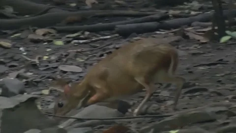 Lesser Mouse Deer walking and forage in the lowland rainforest undergrowth Stock Footage 83826674