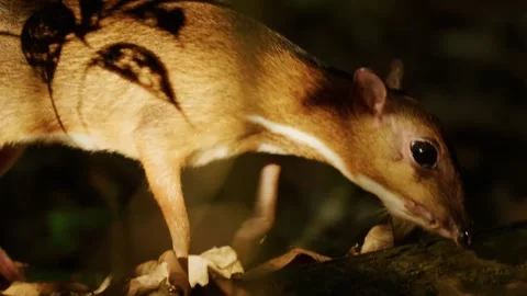 Lesser Mousedeer Closeup at sunset foraging, Singapore Stock Footage 338059490