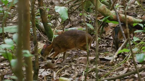 Lesser Mousedeer Pair Foraging in Forest, Singapore Stock Footage 338059533