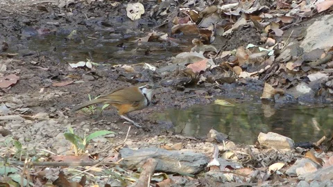 Lesser-necklaced Laughingthrush, Cambodia Video stock 88545932