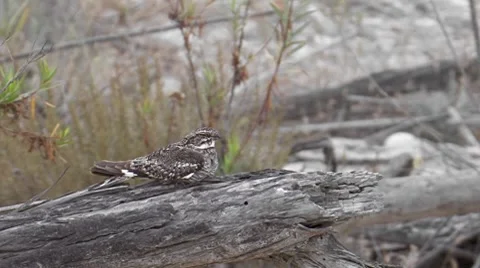 Lesser Nighthawk 1 Stock Footage 8549943
