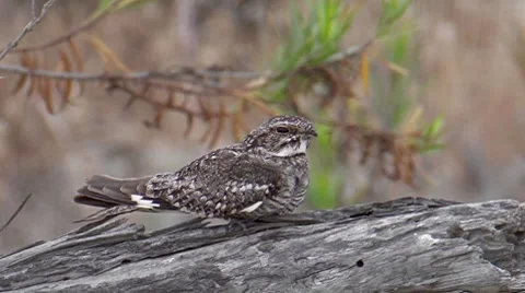 Lesser Nighthawk 2 Video stock 8549928