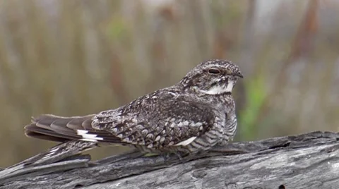Lesser Nighthawk 3 Stock Footage 8549911
