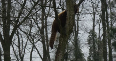 Lesser Panda Climbing up the Bare Tree Searching For Food Endangered Captive 動画素材 61899579
