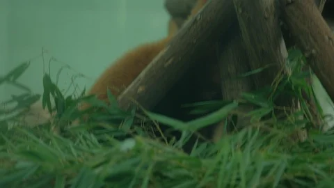 Lesser panda climbing down the wooden shelf Video stock 114825341