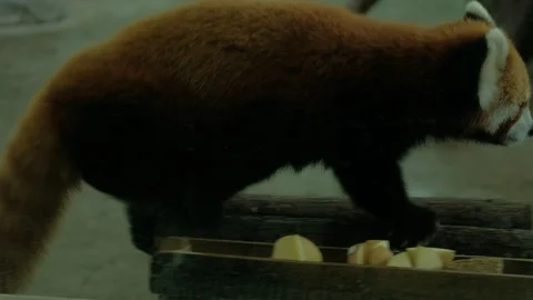 Lesser panda eating apple Stock Footage 114825397