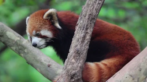 Lesser Panda Video stock 32905076
