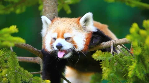 Lesser Panda Video stock 331982335