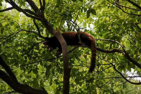 Lesser Panda Foto stock