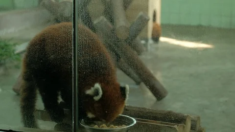 The Lesser panda swallowed her head into the metal basin to eat Stock Footage 114825927