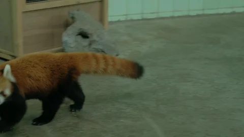 Lesser panda walking around on the ground Stock Footage 114825615