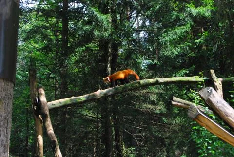 Lesser Panda in zoo Stock Photos