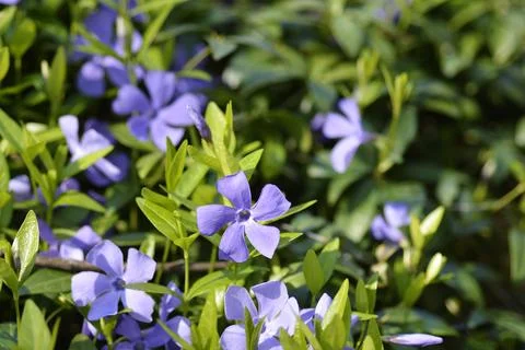 Lesser Periwinkle Stock Photos