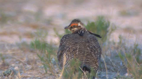 Lesser Prairie Chicken 1 Stock Footage 27845488