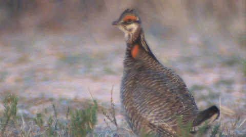 Lesser Prairie Chicken 2 Stock Footage 27845940