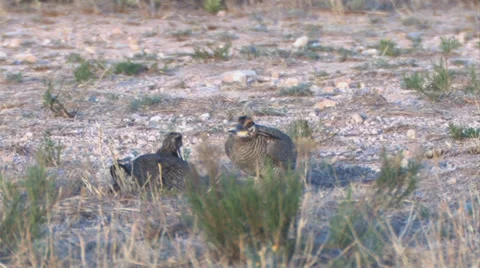 Lesser Prairie Chickens 3 Video stock 27847234