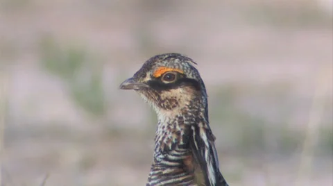 Lesser Prairie Chickens 5 Stock Footage 27845283