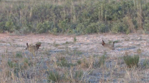 Lesser Prairie Chickens 6 Stock Footage 27846249