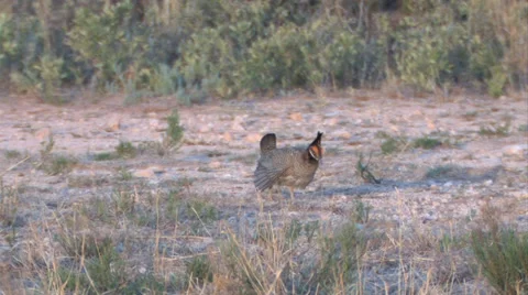 Lesser Prairie Chickens 7 Video stock 27849003