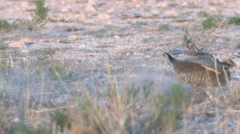 Lesser Prairie Chickens 8 Stock Footage 27848170